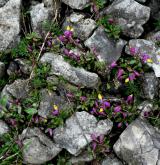  zimostrázek alpský <i>(Polygala chamaebuxus)</i> / Habitus