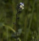 pomněnka různobarvá <i>(Myosotis discolor)</i> / Květ/Květenství