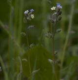 pomněnka různobarvá <i>(Myosotis discolor)</i> / Květ/Květenství