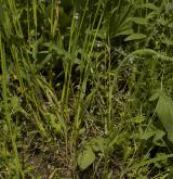 pomněnka různobarvá <i>(Myosotis discolor)</i> / Habitus