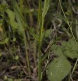 pomněnka různobarvá <i>(Myosotis discolor)</i> / Stonek