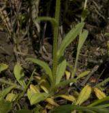 pomněnka různobarvá <i>(Myosotis discolor)</i> / List