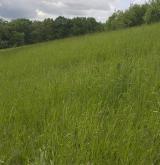 pomněnka různobarvá <i>(Myosotis discolor)</i> / Porost