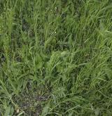 pomněnka různobarvá <i>(Myosotis discolor)</i> / Habitus