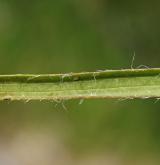 jitrocel černavý <i>(Plantago atrata)</i> / List