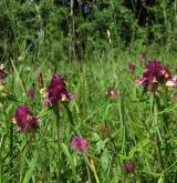 černýš hřebenitý <i>(Melampyrum cristatum)</i> / Habitus
