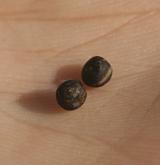 hrachor bahenní <i>(Lathyrus palustris)</i> / Plod