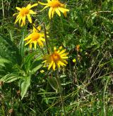 prha arnika <i>(Arnica montana)</i> / Květ/Květenství