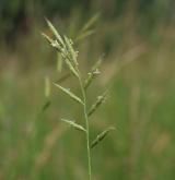 válečka prapořitá <i>(Brachypodium pinnatum)</i> / Květ/Květenství