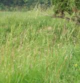 válečka prapořitá <i>(Brachypodium pinnatum)</i> / Porost