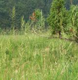válečka prapořitá <i>(Brachypodium pinnatum)</i> / Porost