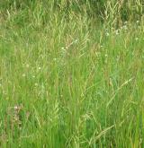 válečka prapořitá <i>(Brachypodium pinnatum)</i> / Porost