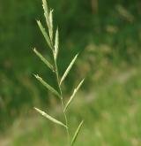 válečka prapořitá <i>(Brachypodium pinnatum)</i> / Květ/Květenství