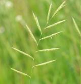 válečka prapořitá <i>(Brachypodium pinnatum)</i> / Květ/Květenství