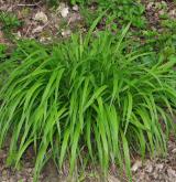 válečka lesní <i>(Brachypodium sylvaticum)</i> / Habitus