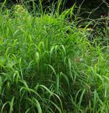 válečka lesní <i>(Brachypodium sylvaticum)</i> / Habitus