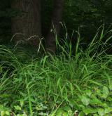 válečka lesní <i>(Brachypodium sylvaticum)</i> / Habitus