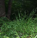 válečka lesní <i>(Brachypodium sylvaticum)</i> / Habitus