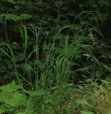 válečka lesní <i>(Brachypodium sylvaticum)</i> / Habitus