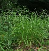 válečka lesní <i>(Brachypodium sylvaticum)</i> / Habitus