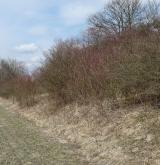 Mezofilní a suché křoviny nelesního prostředí <i>(Berberidion)</i> / Porost