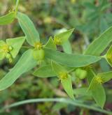 pryšec turínský <i>(Euphorbia taurinensis)</i> / Habitus