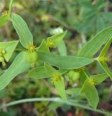 pryšec turínský <i>(Euphorbia taurinensis)</i> / Habitus