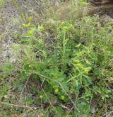 pryšec turínský <i>(Euphorbia taurinensis)</i> / Habitus