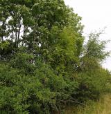 Mezofilní a suché křoviny nelesního prostředí <i>(Berberidion)</i> / Porost