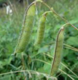 hrachor chlupatý <i>(Lathyrus hirsutus)</i> / Plod