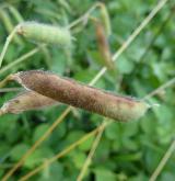 hrachor chlupatý <i>(Lathyrus hirsutus)</i> / Plod