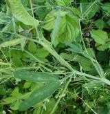 hrachor chlupatý <i>(Lathyrus hirsutus)</i> / Habitus