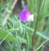 hrachor chlupatý <i>(Lathyrus hirsutus)</i> / Květ/Květenství