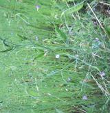 hrachor chlupatý <i>(Lathyrus hirsutus)</i> / Habitus