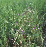 hrachor chlupatý <i>(Lathyrus hirsutus)</i> / Habitus