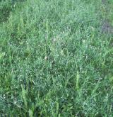 hrachor chlupatý <i>(Lathyrus hirsutus)</i> / Habitus