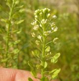 řeřicha virginská <i>(Lepidium virginicum)</i> / Květ/Květenství