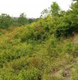 Mezofilní a suché křoviny nelesního prostředí <i>(Berberidion)</i> / Porost