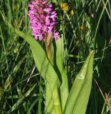 prstnatec pleťový <i>(Dactylorhiza incarnata)</i> / Habitus
