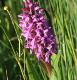 prstnatec pleťový <i>(Dactylorhiza incarnata)</i> / Květ/Květenství