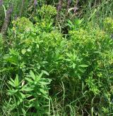 pryšec vrbolistý <i>(Euphorbia salicifolia)</i> / Habitus