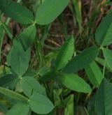 jetel horský <i>(Trifolium montanum)</i> / List