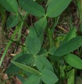 jetel horský <i>(Trifolium montanum)</i> / List