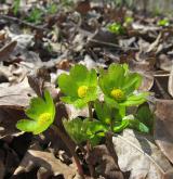 hvězdnatec zubatý <i>(Hacquetia epipactis)</i> / Habitus