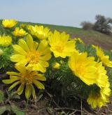 hlaváček jarní <i>(Adonis vernalis)</i> / Habitus