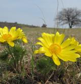 hlaváček jarní <i>(Adonis vernalis)</i> / Habitus