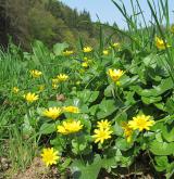 orsej jarní <i>(Ficaria verna)</i>