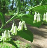 kokořík mnohokvětý <i>(Polygonatum multiflorum)</i> / Habitus