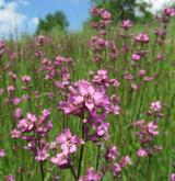  smolnička obecná <i>(Lychnis viscaria)</i> / Habitus