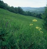 starček (pastarček) dlouholistý <i>(Tephroseris longifolia)</i> / Habitus